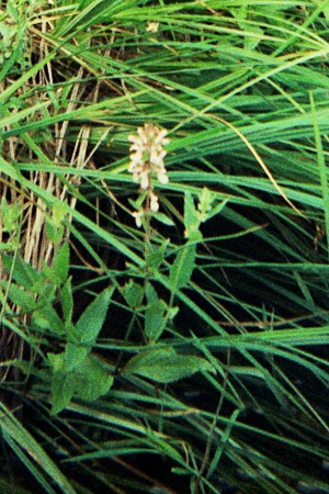 Hedge Nettle