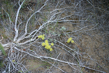 Sulfer Buckwheat