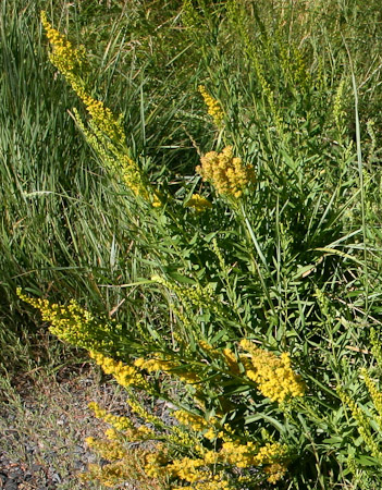 Canadian Goldenrod