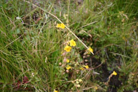 Yellow Monkey Flower