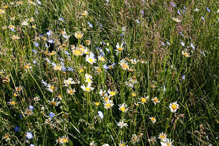 Ox Eye Daisies