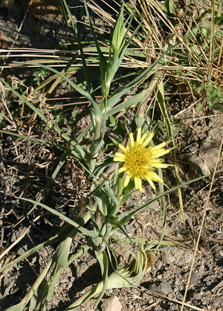 Yellow Salsify