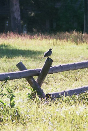 California Quail