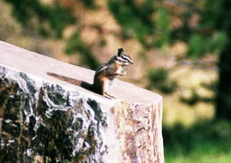 Chipmunk