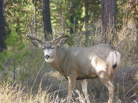 Mule Deer Buck