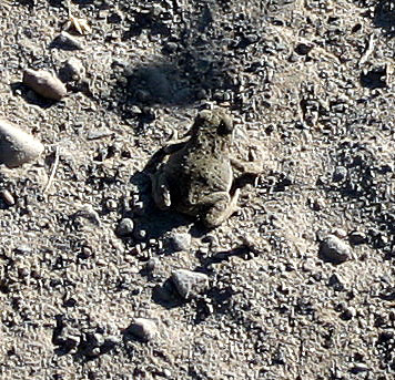 Frog or Toad