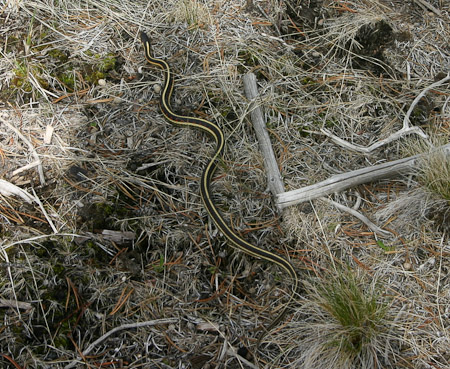 Garter Snake