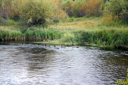 Canadian Geese