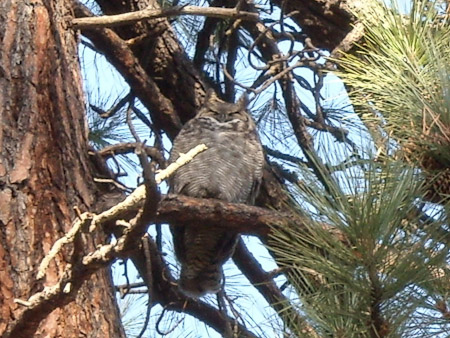 Great Horned Owl