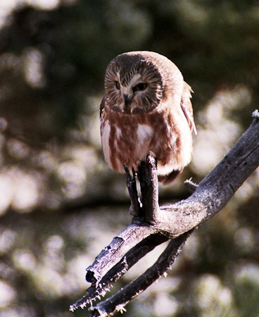 Northern Saw-whet Owl