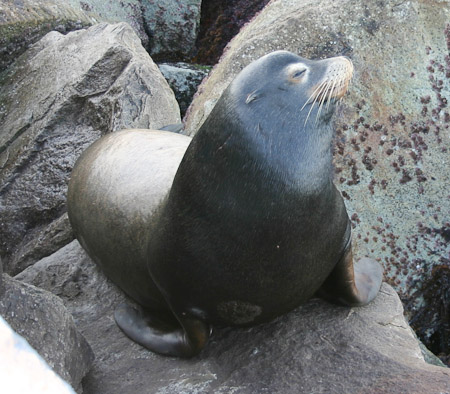 California Sea Lion