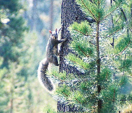 Grey Squirrel