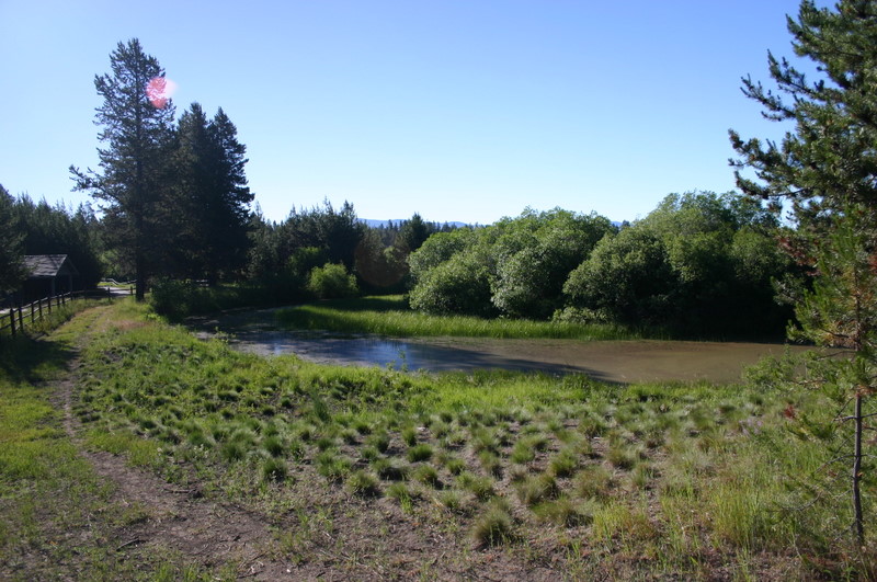 Slough with Willows Cleared