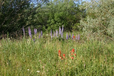 Lupin and Paintbrush